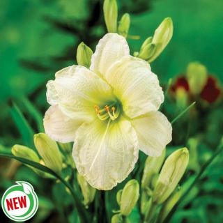 Gentle Shepherd Daylily Thumbnail